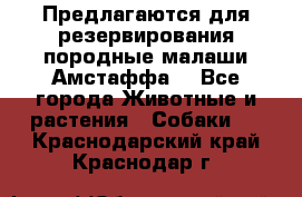 Предлагаются для резервирования породные малаши Амстаффа  - Все города Животные и растения » Собаки   . Краснодарский край,Краснодар г.